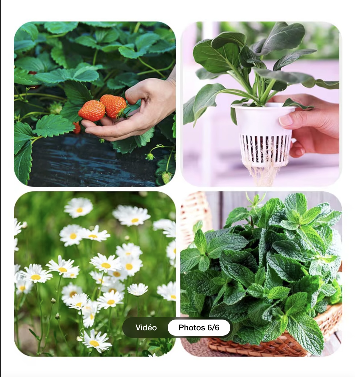 Cultures hydroponiques pour pâtisseries